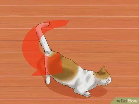 Imagen titulada Identify if Your Cat Has Had a Stroke Step 4