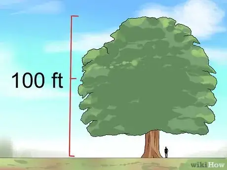 Imagen titulada Identify Oak Trees Step 12