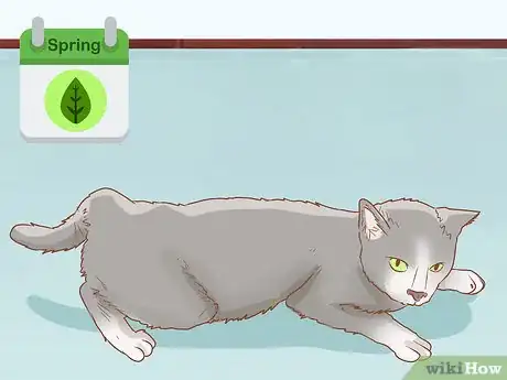 Imagen titulada Tell if a Cat is Pregnant Step 1