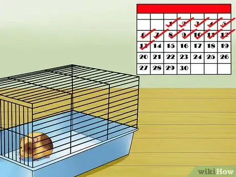 Imagen titulada Know when Your Hamster Is Pregnant Step 12