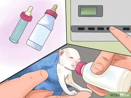 Imagen titulada Take Care of Premature Newborn Kittens Step 7