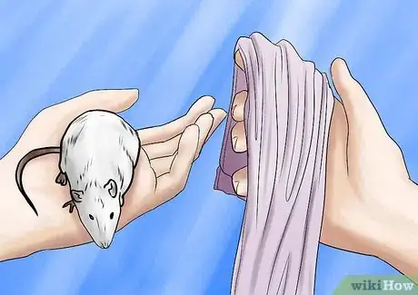 Imagen titulada Bathe Your Pet Rat Step 10