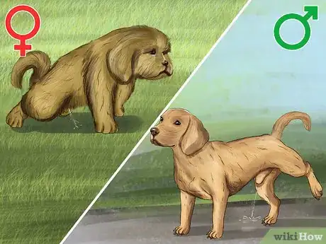 Imagen titulada Tell if a Dog Is a Girl or Boy Step 10