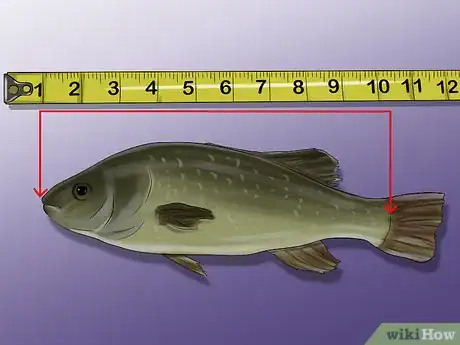 Imagen titulada Measure Fish Step 6