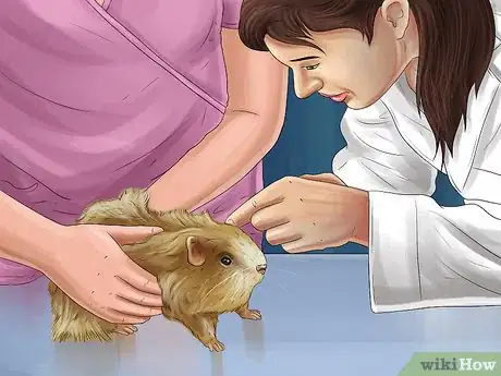 Imagen titulada Diagnose Hamster Respiratory Illnesses Step 11