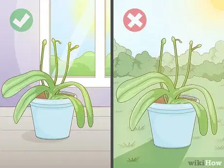 Imagen titulada Get Orchids to Rebloom Step 6