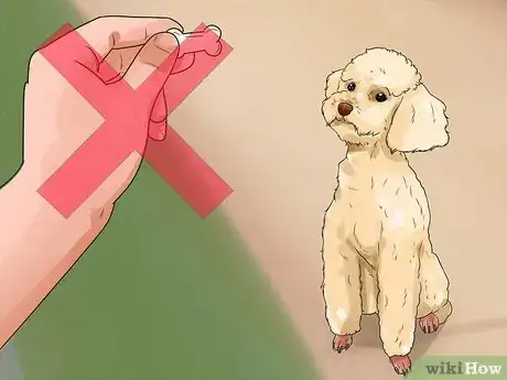 Imagen titulada Train a Toy Poodle Step 4