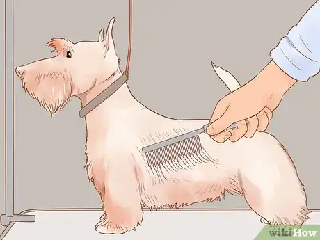 Imagen titulada Groom a Scottish Terrier Step 10