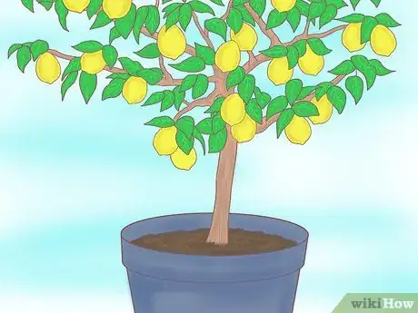 Imagen titulada Plant a Lemon Seed Step 29