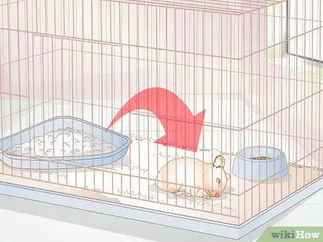 Imagen titulada Potty Train a Hamster Step 11