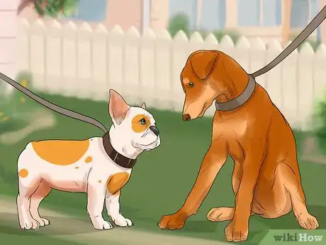 Imagen titulada Train French Bulldogs Step 13