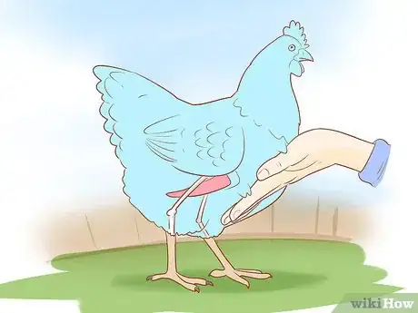 Imagen titulada Tell when a Hen Is Ready to Lay Step 4