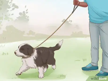 Imagen titulada Exercise a Border Collie Puppy Step 1