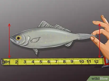 Imagen titulada Measure Fish Step 4