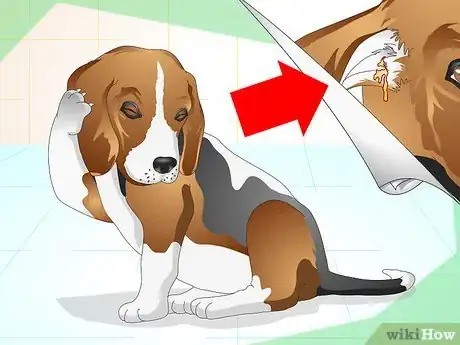 Imagen titulada Heal Ear Infections in Dogs Step 1