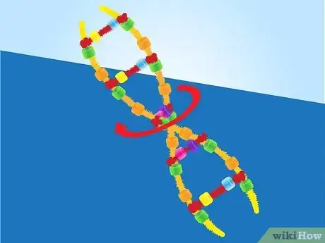 Imagen titulada Make a Model of DNA Using Common Materials Step 14