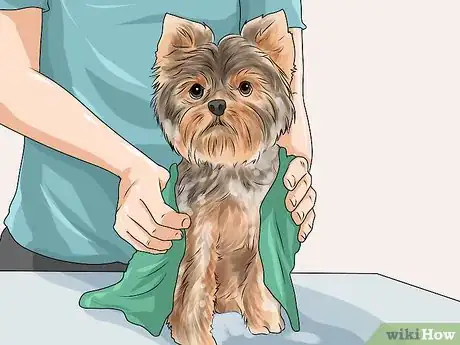 Imagen titulada Groom Your Yorkie Poo Step 7