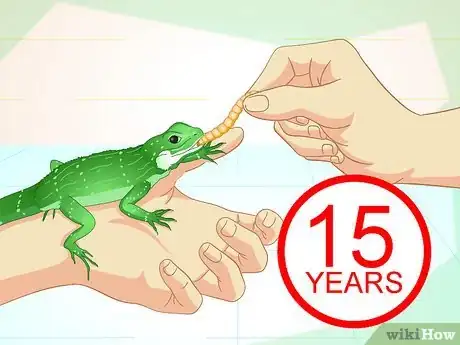 Imagen titulada Take Care of a Chinese Water Dragon Step 13