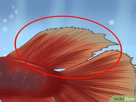 Imagen titulada Identify Different Betta Fish Step 10