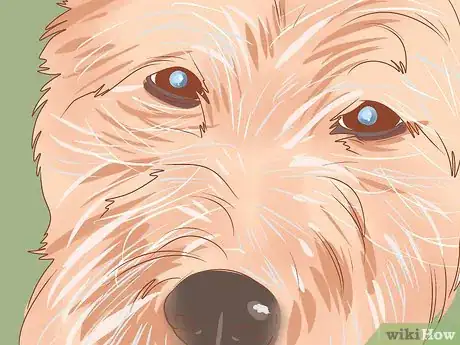 Imagen titulada Take Care of a West Highland White Terrier Step 17