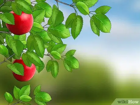 Imagen titulada Choose an Apple Step 11