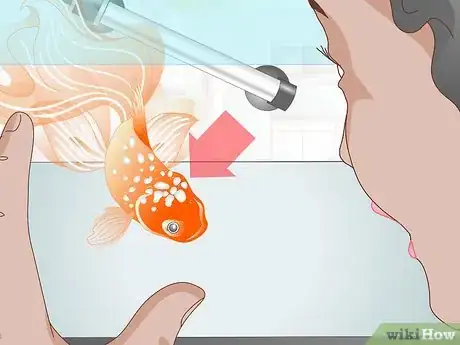 Imagen titulada Care for a Fantail Goldfish Step 13