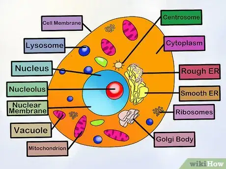 Imagen titulada Make an Animal Cell for a Science Project Step 9