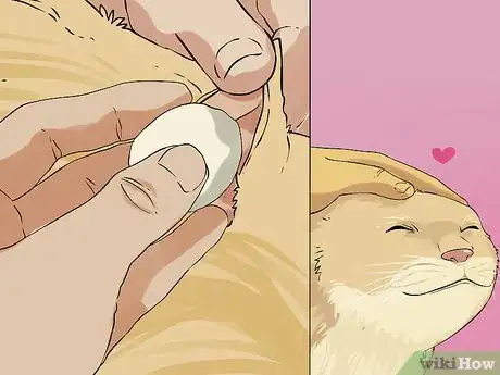 Imagen titulada Clean Your Cat's Ears Step 11