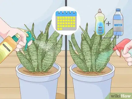 Imagen titulada Control Scale Insects on Indoor Plants Step 3