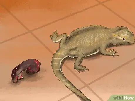 Imagen titulada Care for a Sick Bearded Dragon Step 11