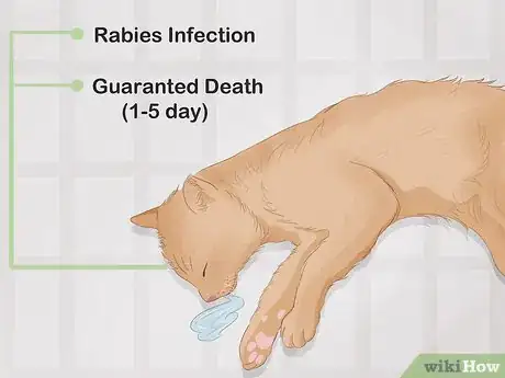 Imagen titulada Identify a Rabid Animal Step 9