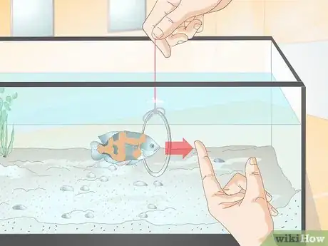 Imagen titulada Train Your Fish to Do Tricks Step 6