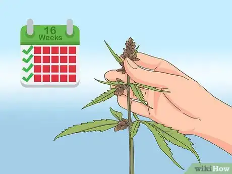 Imagen titulada Harvest Hemp Step 6