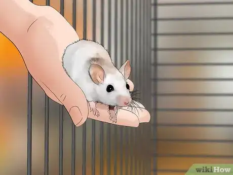 Imagen titulada Get Rid of Mites on Pet Mice Step 4