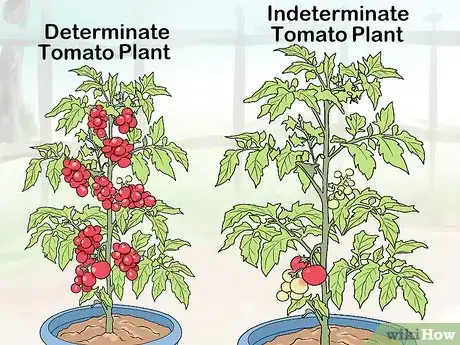 Imagen titulada Prune Patio Tomatoes Step 8