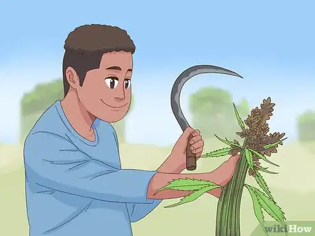 Imagen titulada Harvest Hemp Step 7