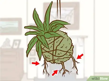 Imagen titulada Make a Kokedama Step 14