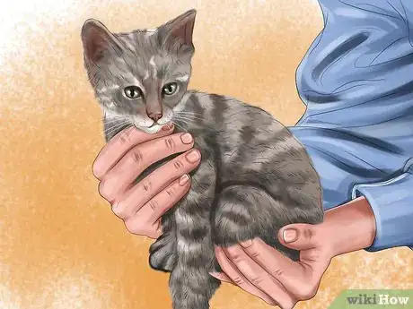 Imagen titulada Pick Up a Kitten Step 4