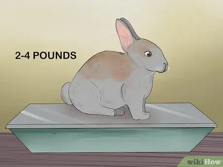 Imagen titulada Catch a Pet Rabbit Step 23