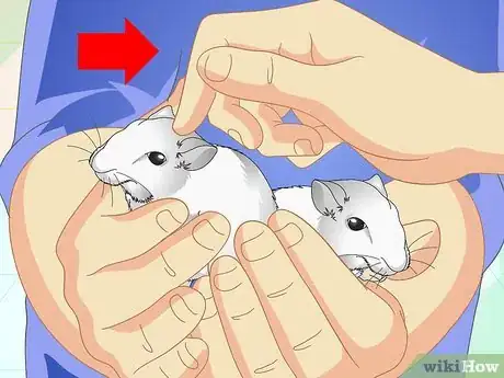 Imagen titulada Tame Your Gerbils Step 10