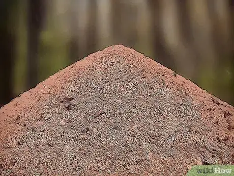 Imagen titulada Catch Ants for an Ant Farm Step 2