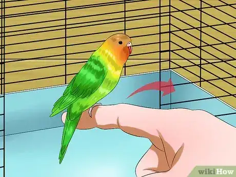 Imagen titulada Gain Your Parakeet's Trust Step 7