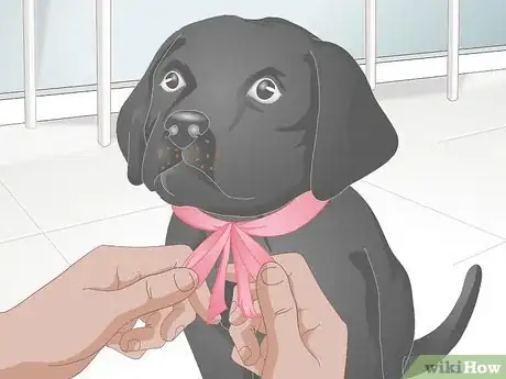 Imagen titulada Make a Dog Collar Step 12