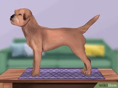 Imagen titulada Groom a Border Terrier Step 13