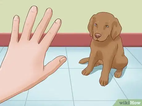 Imagen titulada Train a Deaf Puppy Step 11