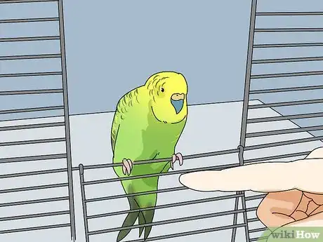 Imagen titulada Stop a Parakeet from Biting Step 10