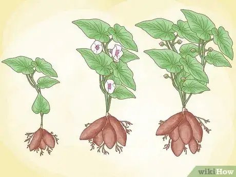 Imagen titulada Grow Sweet Potatoes Step 20