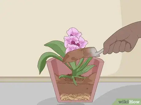 Imagen titulada Plant Orchids in a Pot Step 7