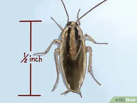 Imagen titulada Identify a Cockroach Step 6