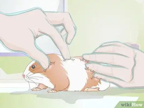 Imagen titulada Diagnose Lumps in Guinea Pigs Step 10